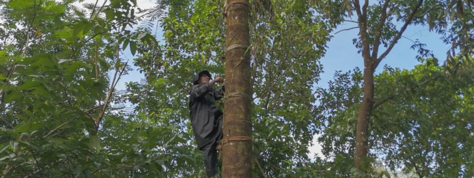 UNESCO Celebrates Ancient Kithul Sap Craft in SL